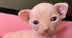 7.5 milijuna pregleda: Jeste li ikada vidjeli sfinks mačića? Evo prilike