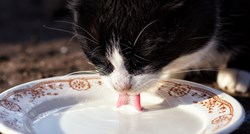 Je li zdravo mačkama davati mlijeko?