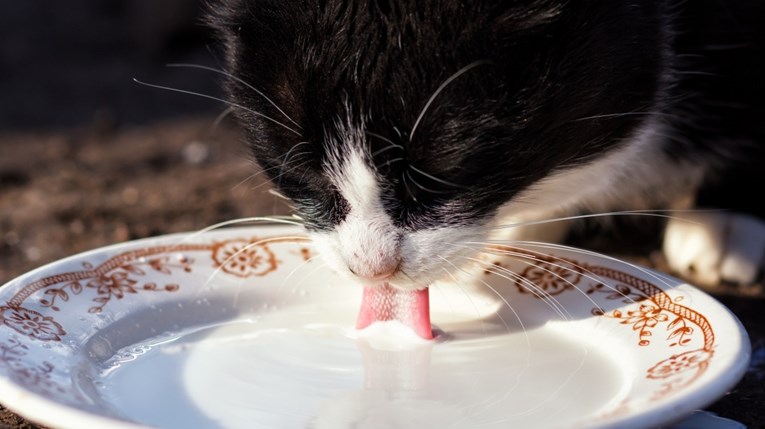 Je li zdravo mačkama davati mlijeko?