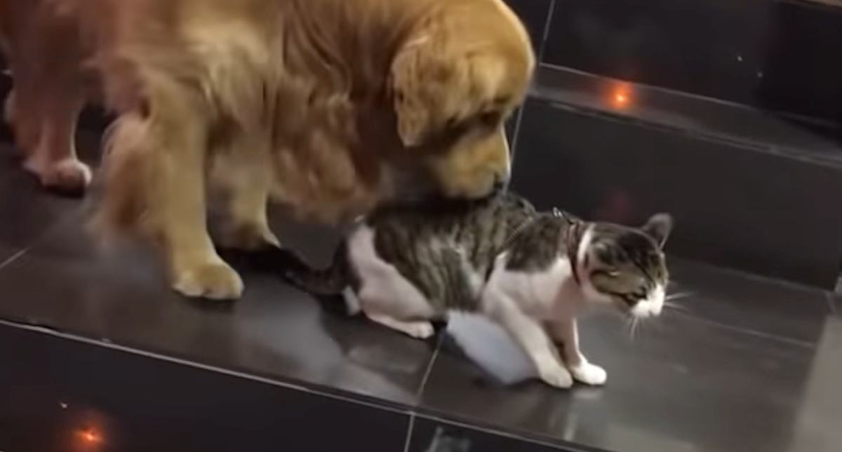 Zlatni retriver spasio prijateljicu macu od tuče na najslađi način