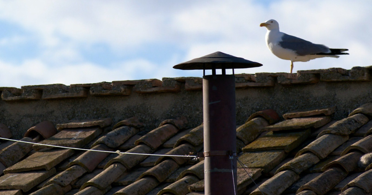 Galeb na krovu Sikstinske kapele ukrao show konklavi, internet pun memova