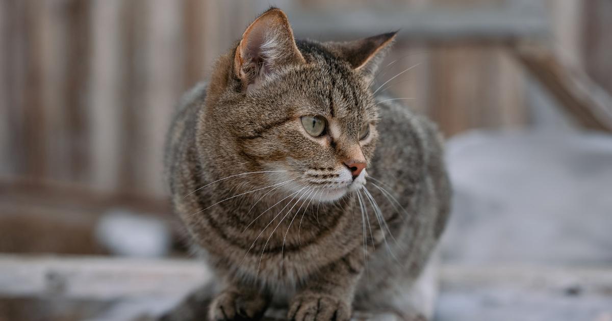 Zašto je europska kratkodlaka mačka među najboljim kućnim ljubimcima