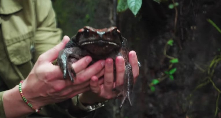 Ugrožen opstanak divovskih žaba koje su postojale još u doba dinosaura