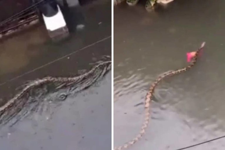 VIDEO Golemi piton pliva ulicama poplavljenog indonezijskog otoka
