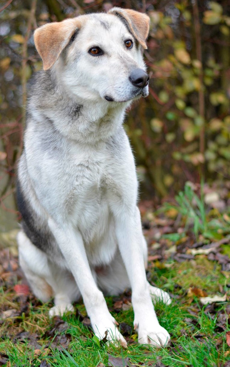 Piro traži svoj zauvijek dom. Uljepšajte mu početak 2026.