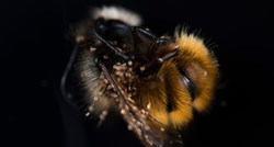 Australija odustala od borbe protiv parazita koji ubija pčele