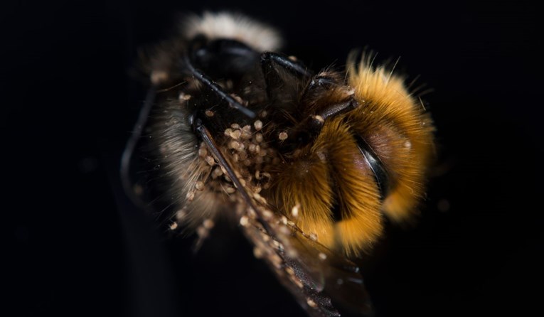 Australija odustala od borbe protiv parazita koji ubija pčele