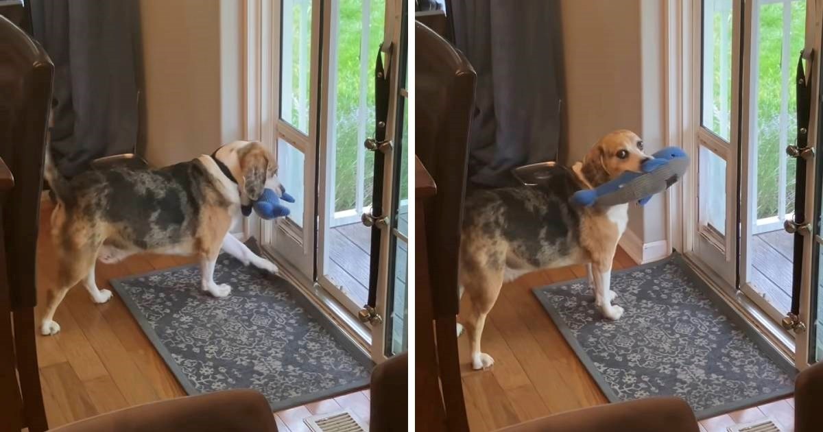 Bigl provalio u susjedovu kuću i ukrao igračku njegovog psa, video je hit