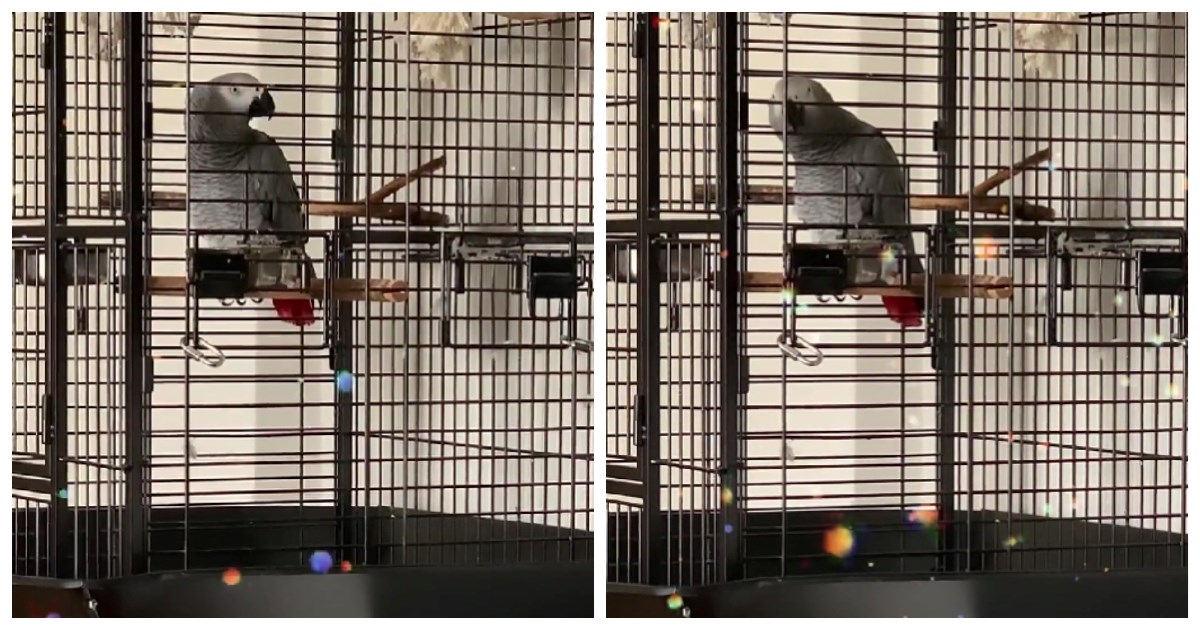 Hit na društvenim mrežama: Pogledajte video papige kako pjeva Mamu ŠČ!