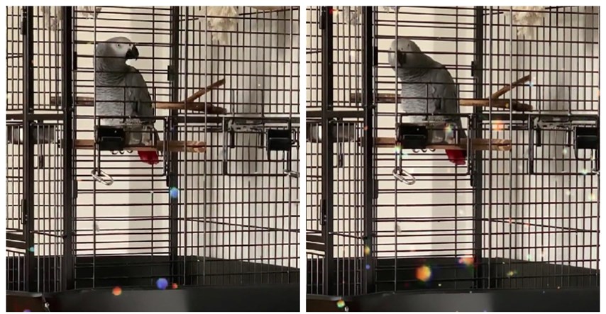 Hit na društvenim mrežama: Pogledajte video papige kako pjeva Mamu ŠČ!