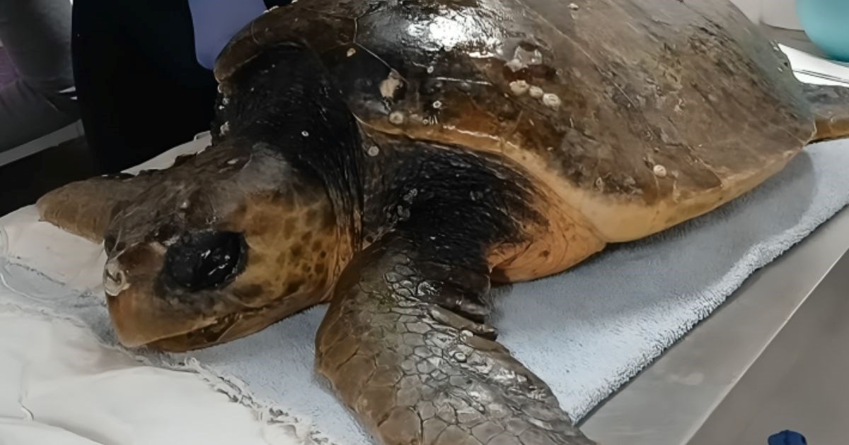 Kod Dugog otoka spašena mlada glavata želva u izrazito lošem stanju