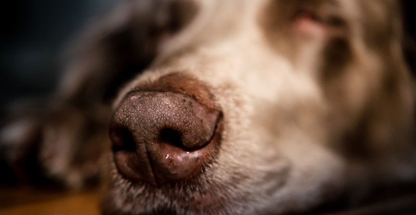 Psi otkrivaju toplinu 'infracrvenim senzorom' u nosu