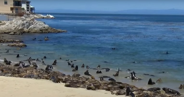 VIDEO Morski lavovi osvojili plažu u Kaliforniji. Zatvorena je za ljude