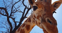 Uginula je najstarija žirafa na svijetu, imala je 31 godinu