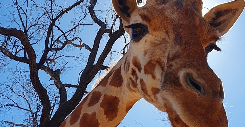 Uginula je najstarija žirafa na svijetu, imala je 31 godinu