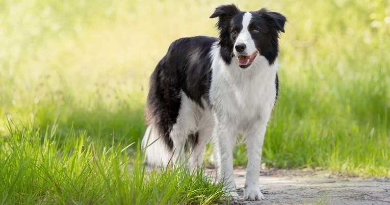 Pasmine pasa koje ne podnose samoću i često traže društvo vlasnika
