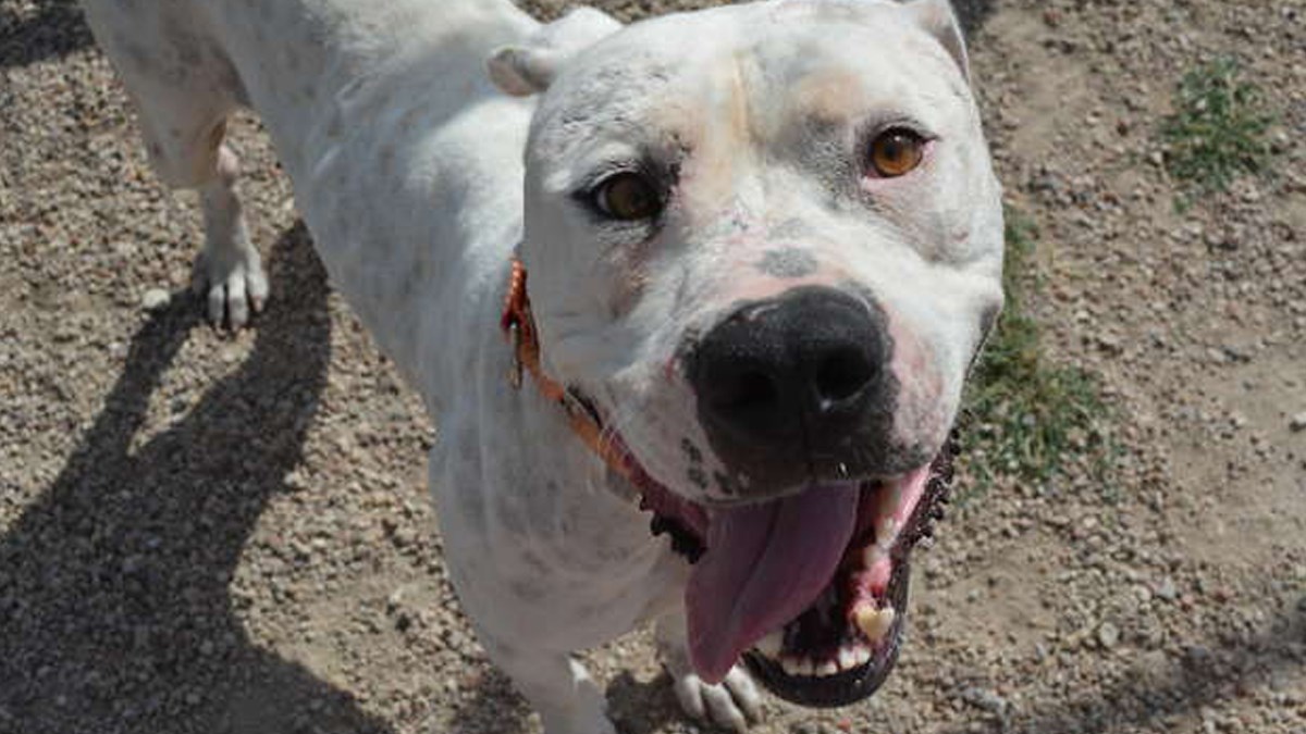 Spasili su ga nakon poplave, a onda je čekao dvije godine da pronađe dom