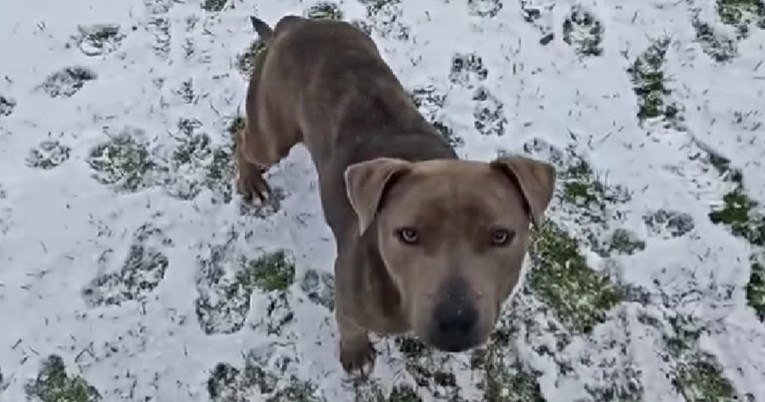 VIDEO Kujicu Lindu razveselio je snijeg, traži vlasnika koji će se s njom igrati vani