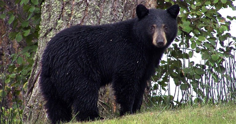 12.1 milijun pregleda: Medvjed provalio u auto i ostavio kaos iza sebe