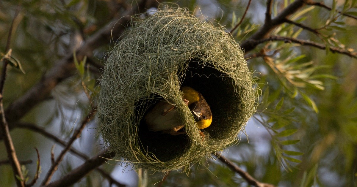 Istraživanje: Ptice koriste ljudski plastični otpad kako bi ojačale gnijezda