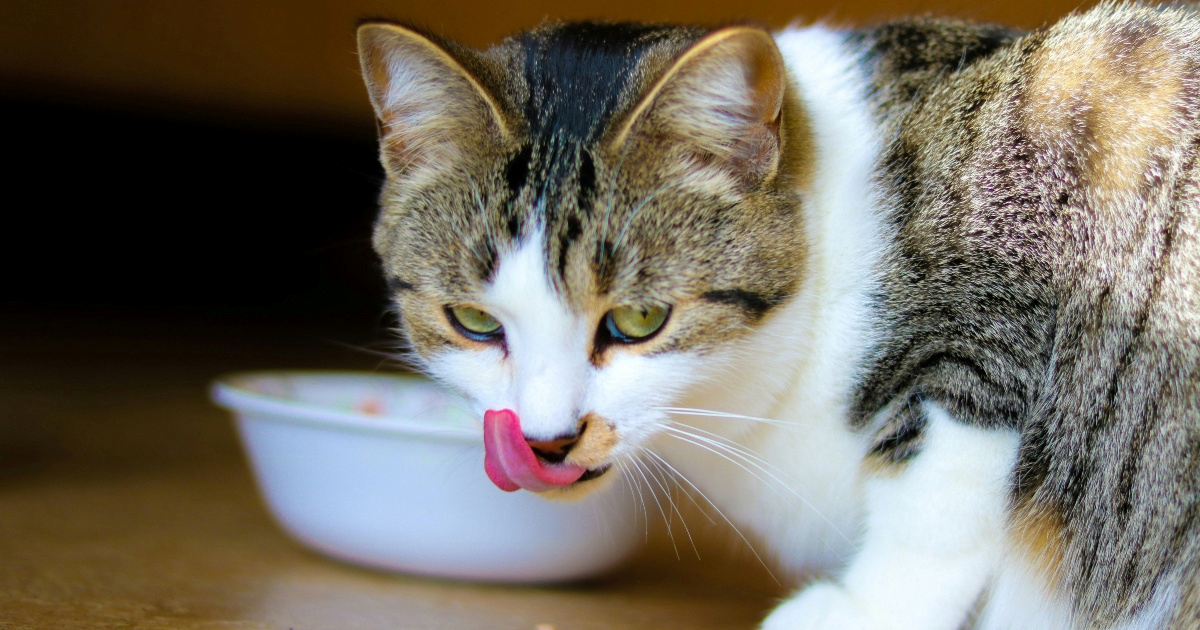 Svakodnevna namirnica koja može oštetiti zube vaše mačke
