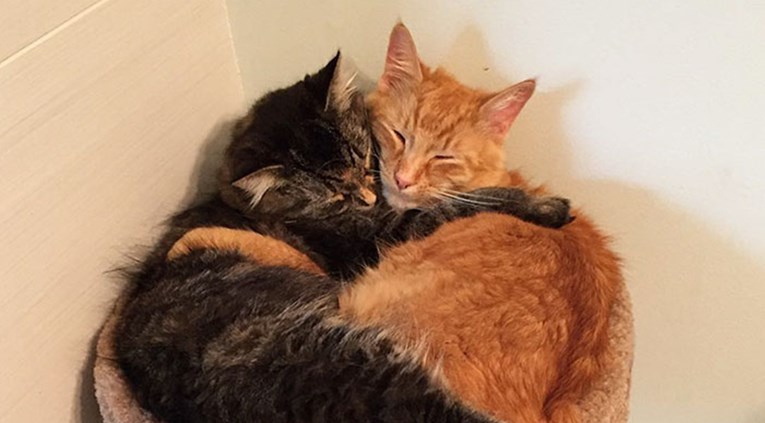 Vlasnici su uhvatili svoje mačke kako spavaju u neobičnim pozama, fotke su vrhunske