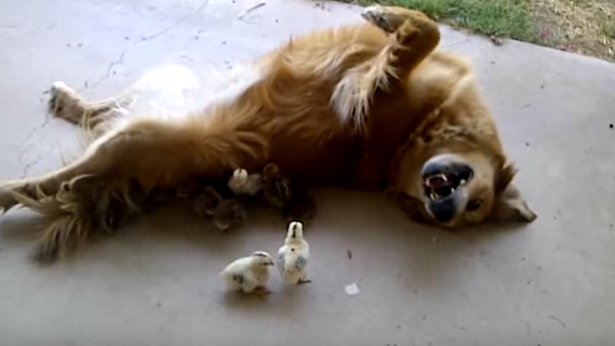 Ovako izgleda kada kujica posvoji deset napuštenih pilića