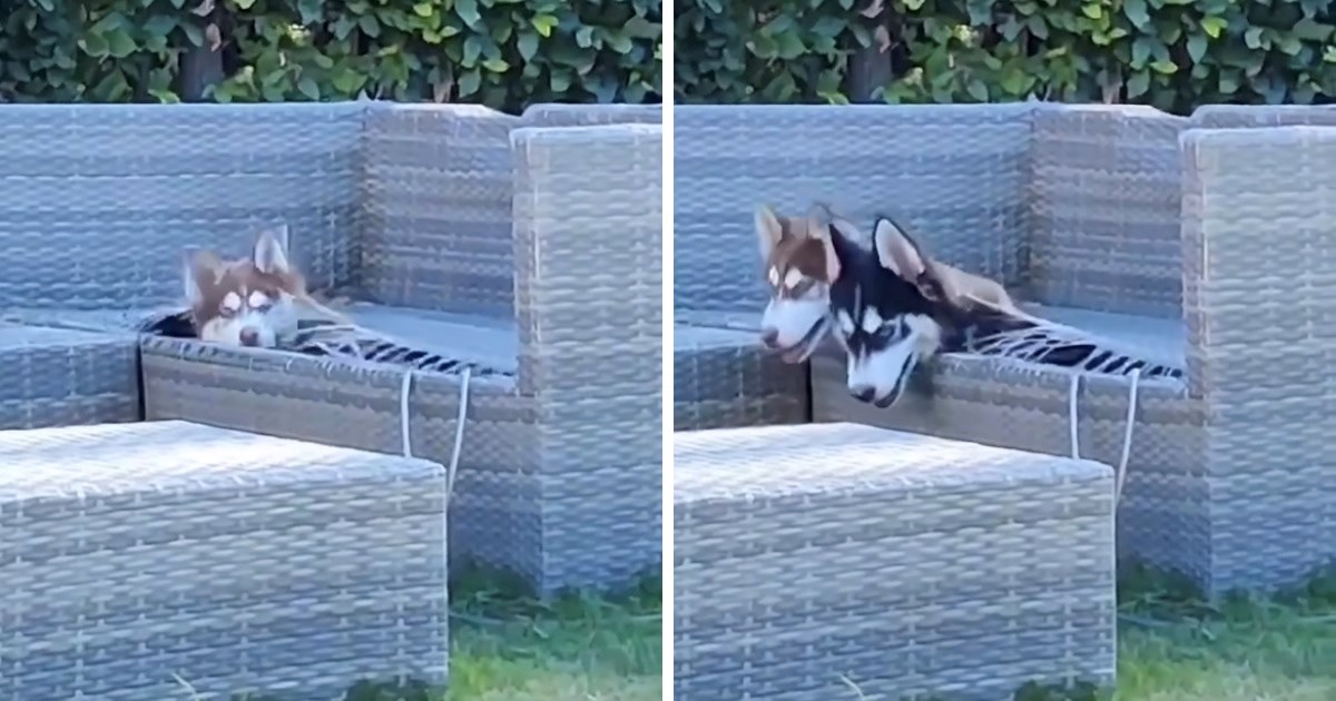 Kaos u dvorištu: Dva haskija uništila namještaj i nasmijala sve (osim vlasnika)