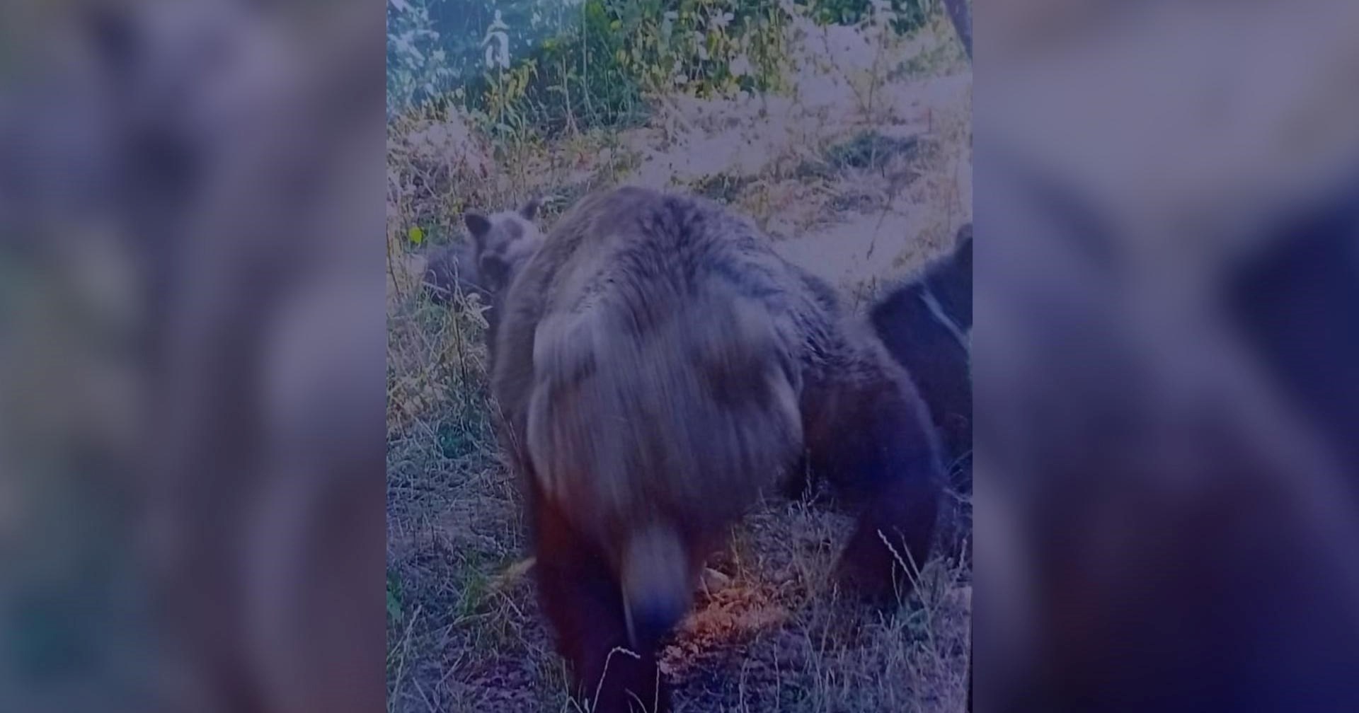 Medvjedica u Rumunjskoj ubila turista. Ovo su zadnje fotografije koje je snimio