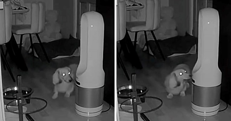 Vlasnica se nasmijala do suza kad je vidjela što njezin pas radi dok ona spava
