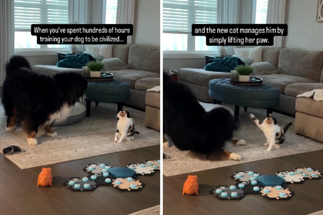 VIDEO Mačka samo jednim pokretom izluđuje dresiranog psa