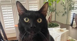 Vlasnik se nakon 10 dana vratio doma, reakcija njegove mačke osvojila je tisuće
