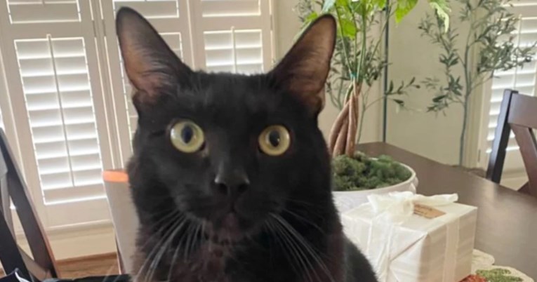 Vlasnik se nakon 10 dana vratio doma, reakcija njegove mačke osvojila je tisuće