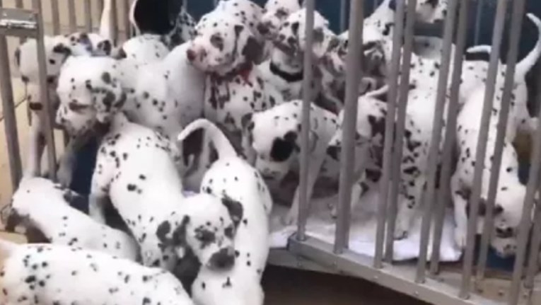 Kujica dalmatinera s 19 štenaca oborila rekord, leglo izgleda nestvarno