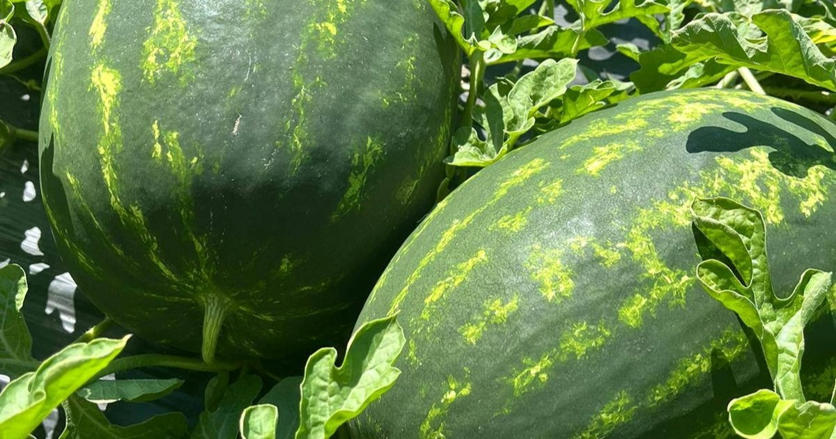 Podravski OPG: Dijelimo 100 tona lubenica i dinja. Eto, uvozno je valjda bolje