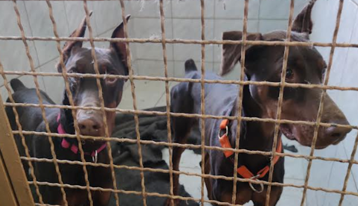 Kujice dobermana cijeli su život provele u boksu. Spašene su i hitno trebaju dom