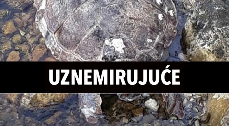 UZNEMIRUJUĆE Gliser raskomadao morsku kornjaču staru 25 godina