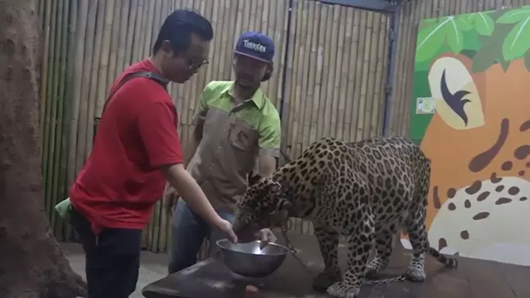 Leopard napao i teško ozlijedio dvogodišnjaka u tajlandskom zoološkom vrtu
