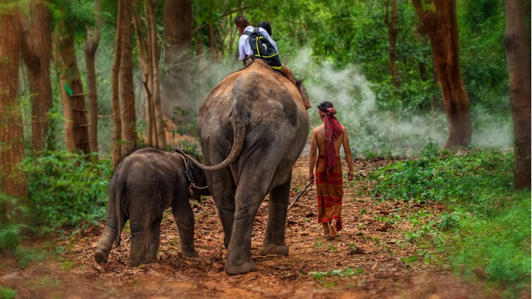 Zbog ovoga nikada ne biste trebali jahati slonove, pogotovo ako ih volite!