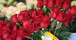 Pogledali smo ponudu ruža za Valentinovo na Cvjetnom. Cijene i do 4 eura