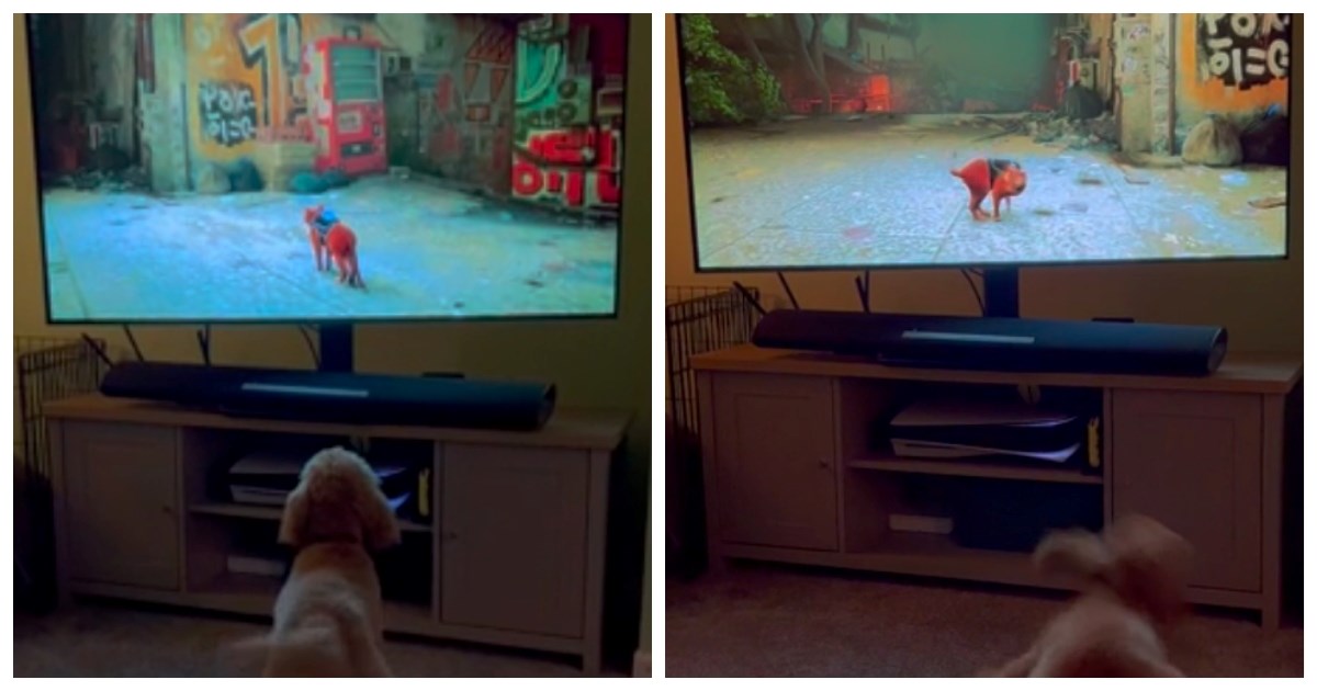 Kujica laje na mačku iz igrice sve dok se mačka ne okrene, a onda počne bježati