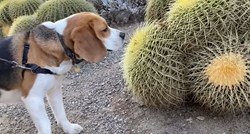 Znatiželjni bigl je u šetnji naišao na kaktus, prišao mu je pa požalio