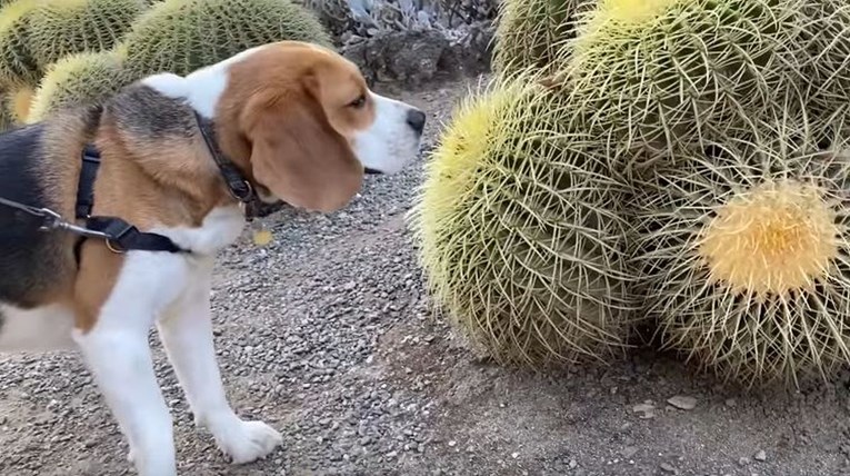 Znatiželjni bigl je u šetnji naišao na kaktus, prišao mu je pa požalio