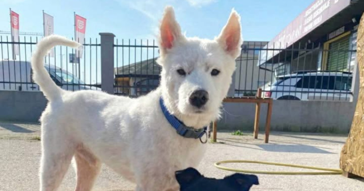 Prošao je pakao, ali nije izgubio vjeru u ljude: Samojed Stepan traži dom