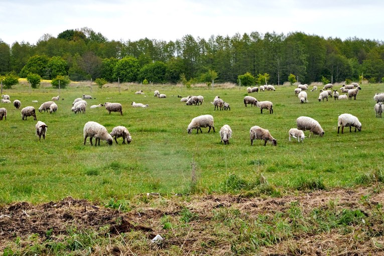 U Hrvatskoj potvrđen prvi slučaj kuge malih preživača