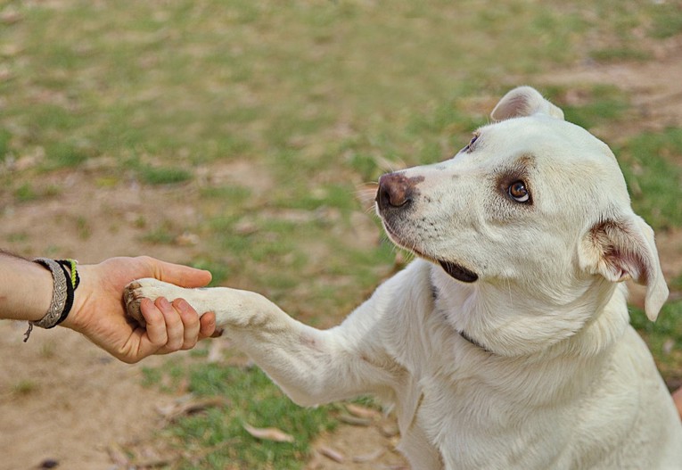 Veterinari otkrivaju koji dio tijela puno govori o zdravlju psa