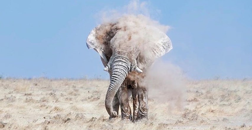 Fotograf je proveo sate u divljini da bi snimio slonove, rezultati su nevjerojatni