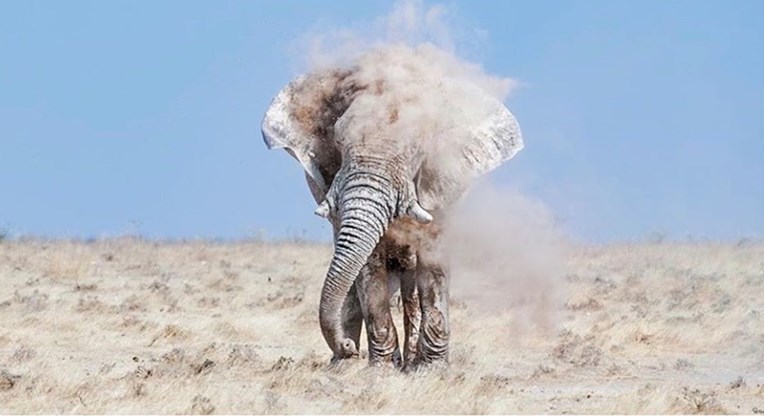 Fotograf je proveo sate u divljini da bi snimio slonove, rezultati su nevjerojatni