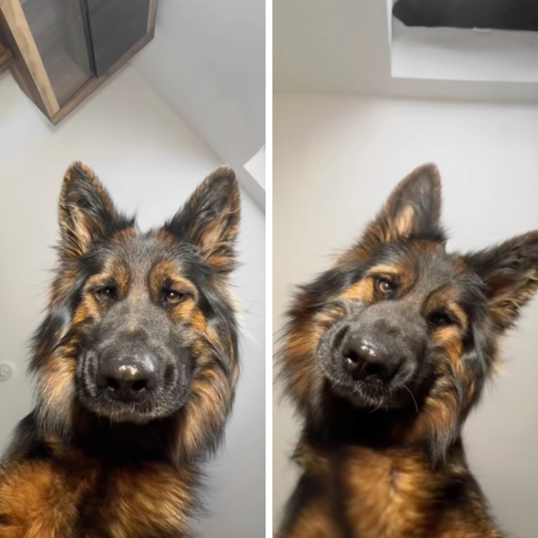 Vlasnica ostavila mobitel na podu pa snimila slatku reakciju ovčarke, nasmijat će vas