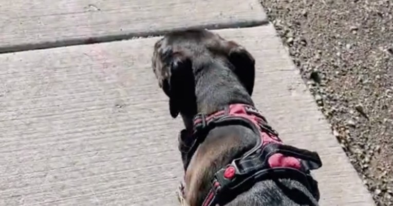 Žena se začudila zašto svi gledaju njenog psa, a onda je vidjela što ima u ustima